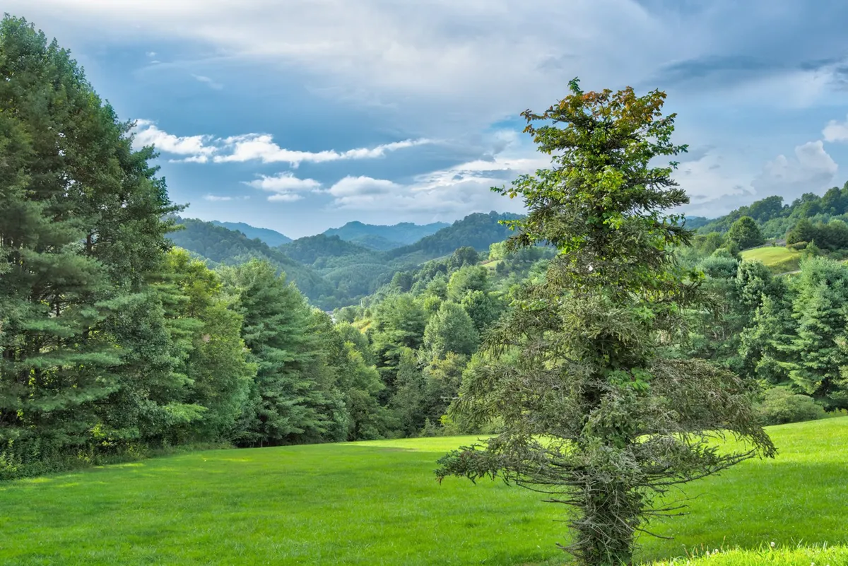 A sweeping view of a lone tree in a green grassy field, with an expansive mountain range in the distance. The image exudes a sense of freedom and adventure, inviting viewers to imagine picnics, hikes, or simply enjoying the natural beauty of the High Country.